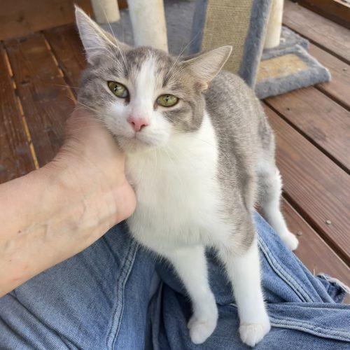 Lizzie, a Adoptable mixed breed in Knoxville, TN image 4/5