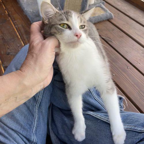 Lizzie, a Adoptable mixed breed in Knoxville, TN image 5/5