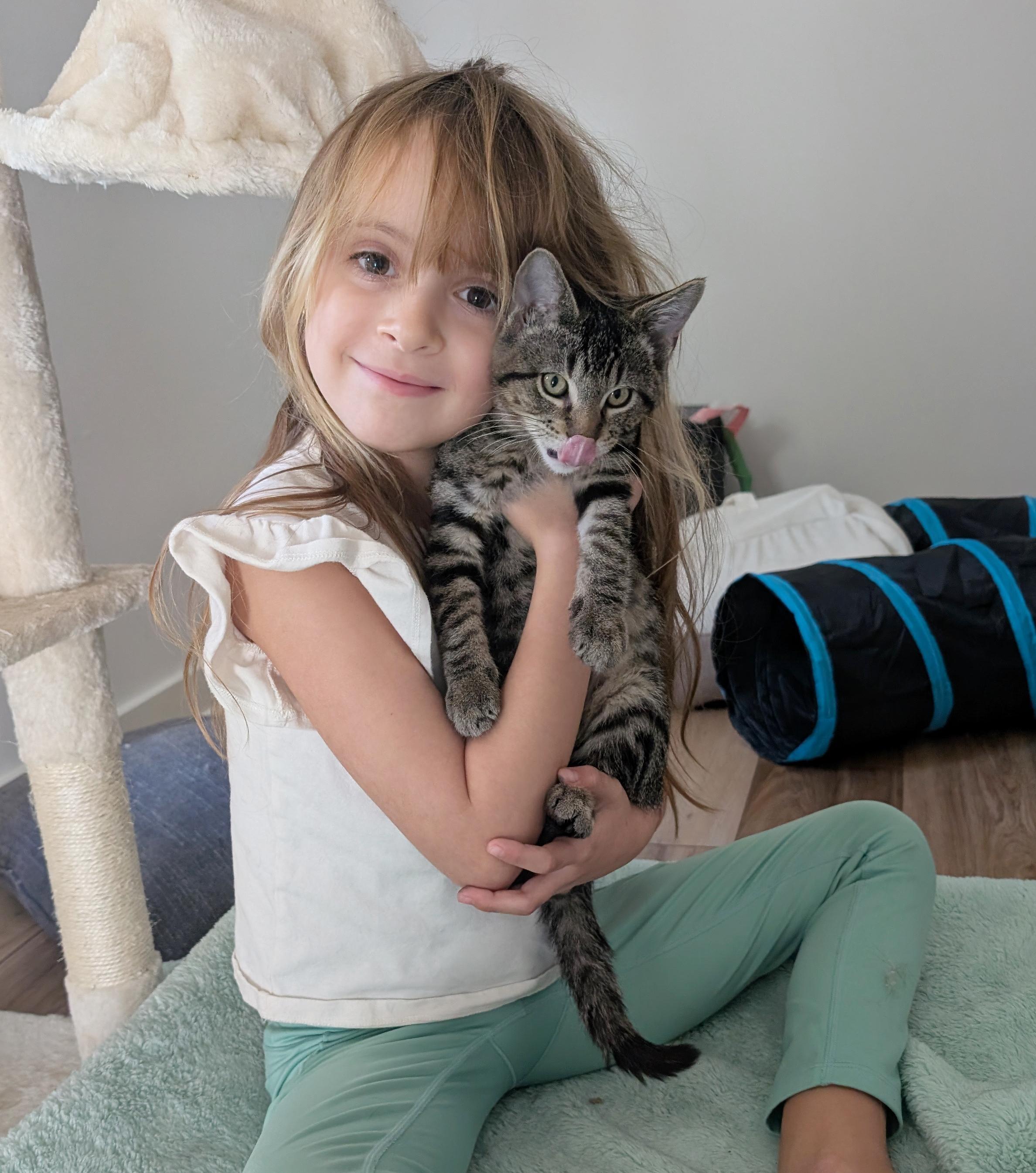 Enlarge Mario & Luigi, a Adoptable Tabby in Parkville, MO image 3/6