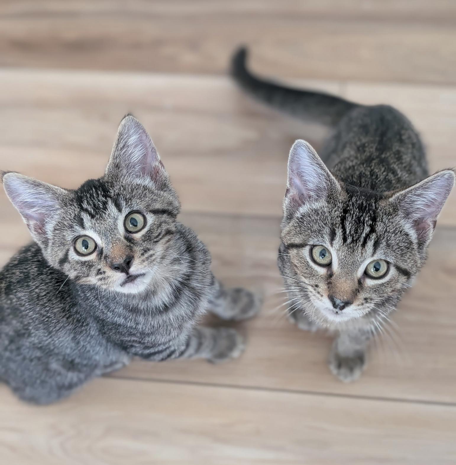 Mario & Luigi, Adoptable, Kitten Male Tabby.