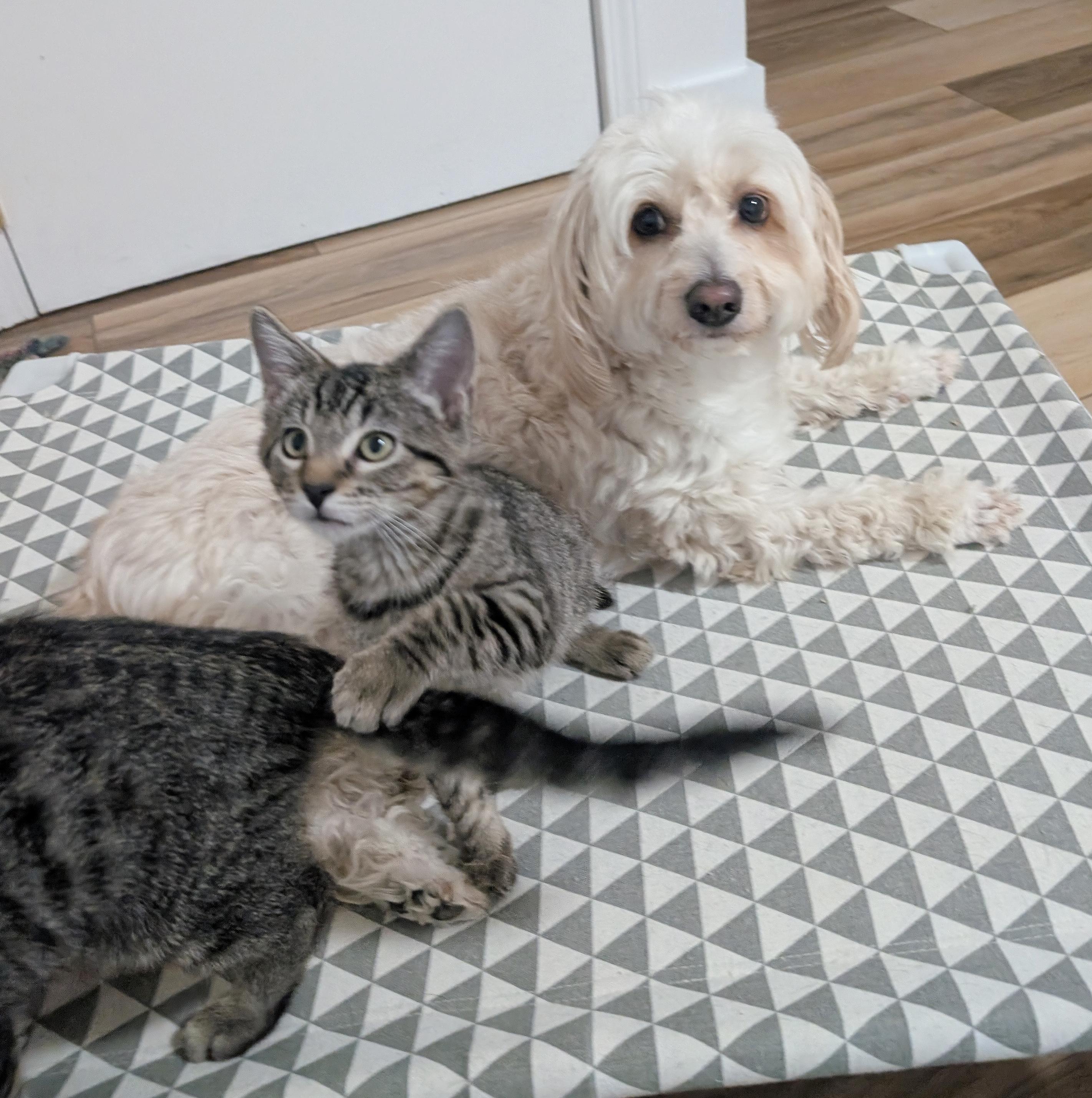Enlarge Mario & Luigi, a Adoptable Tabby in Parkville, MO image 4/6