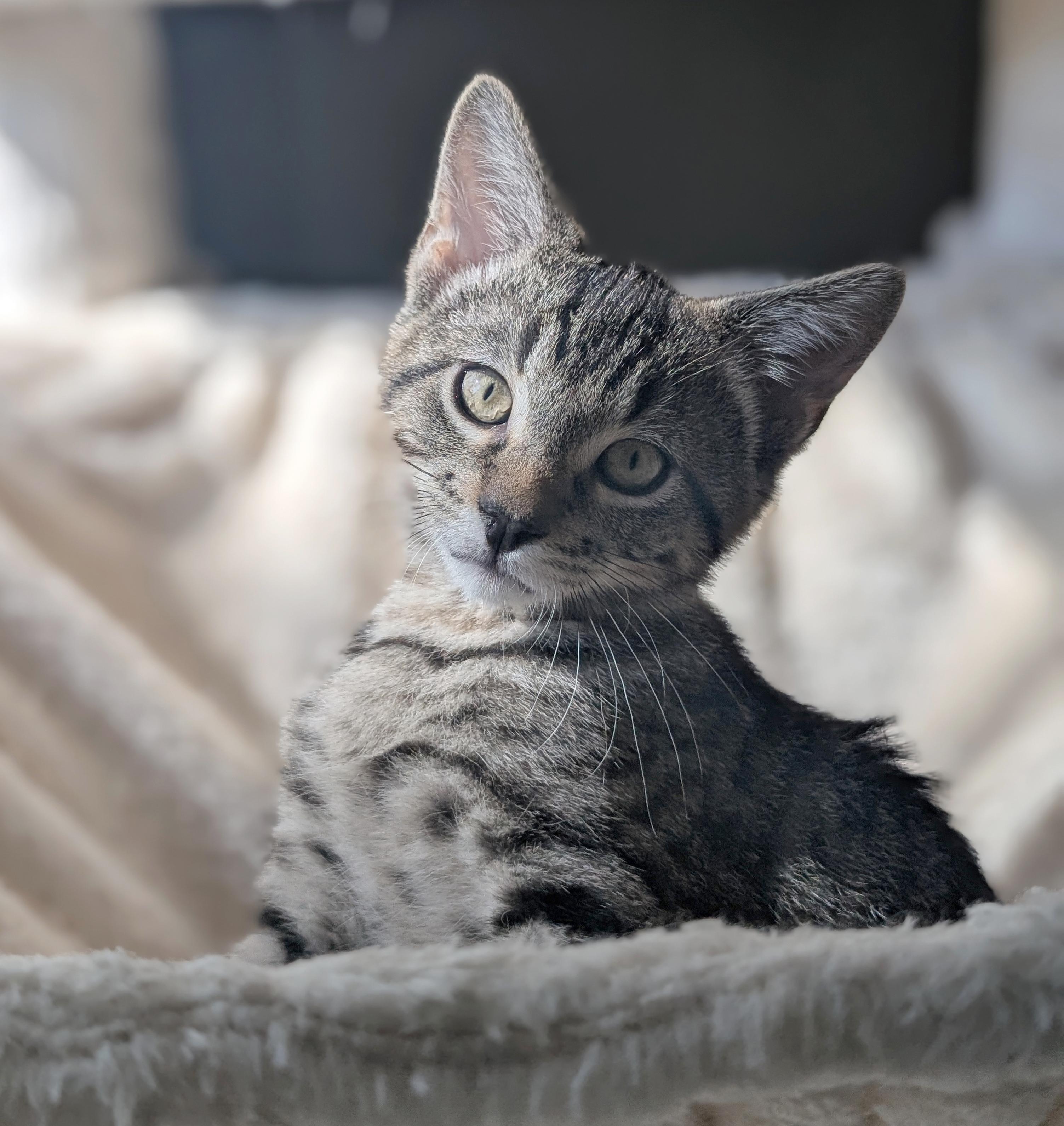 Enlarge Mario & Luigi, a Adoptable Tabby in Parkville, MO image 2/6