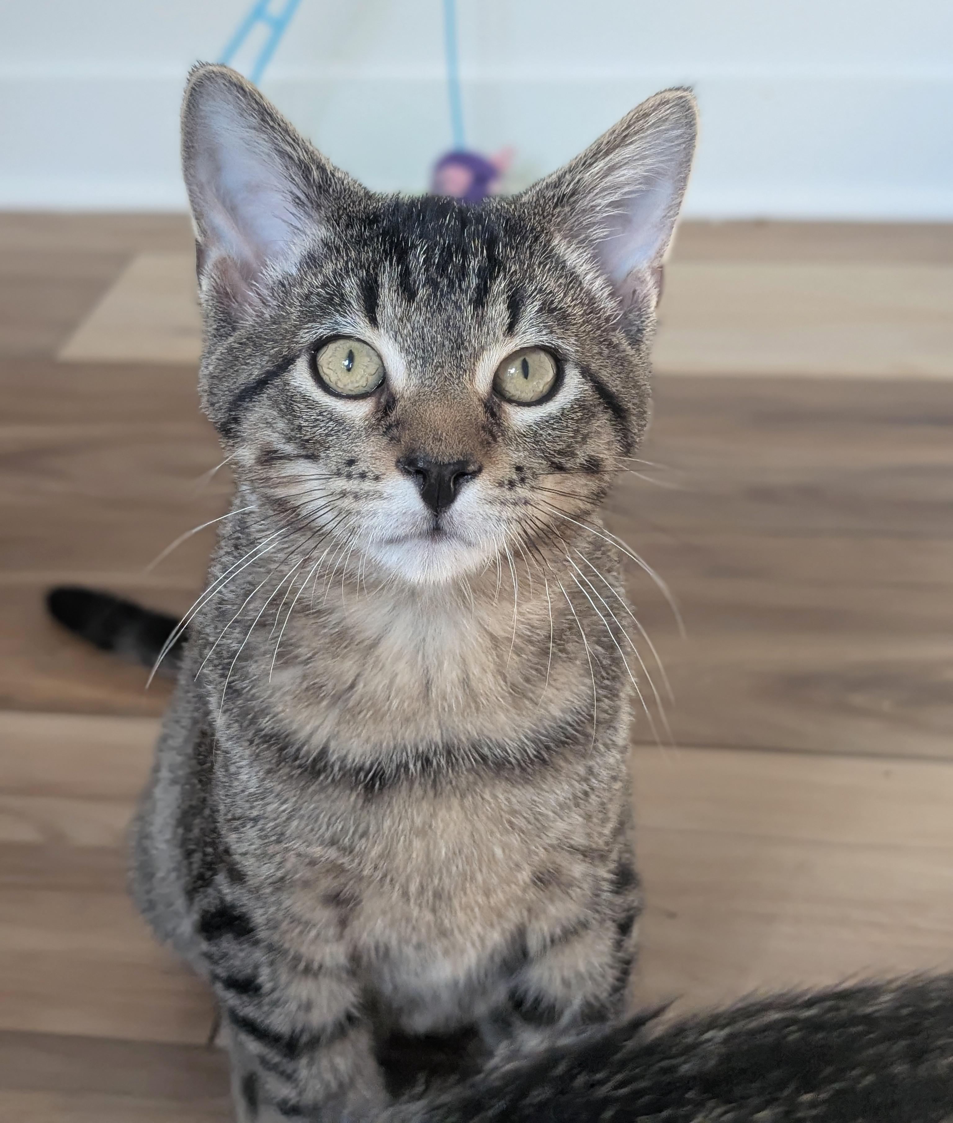Enlarge Mario & Luigi, a Adoptable Tabby in Parkville, MO image 6/6
