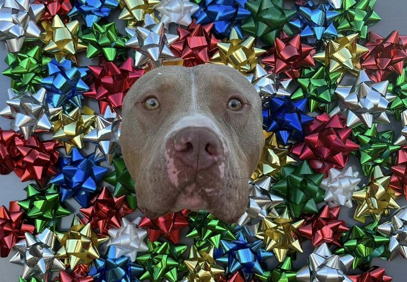 Enlarge SAMMY, a ADOPTABLE mixed breed in Pegram, TN image 3/6