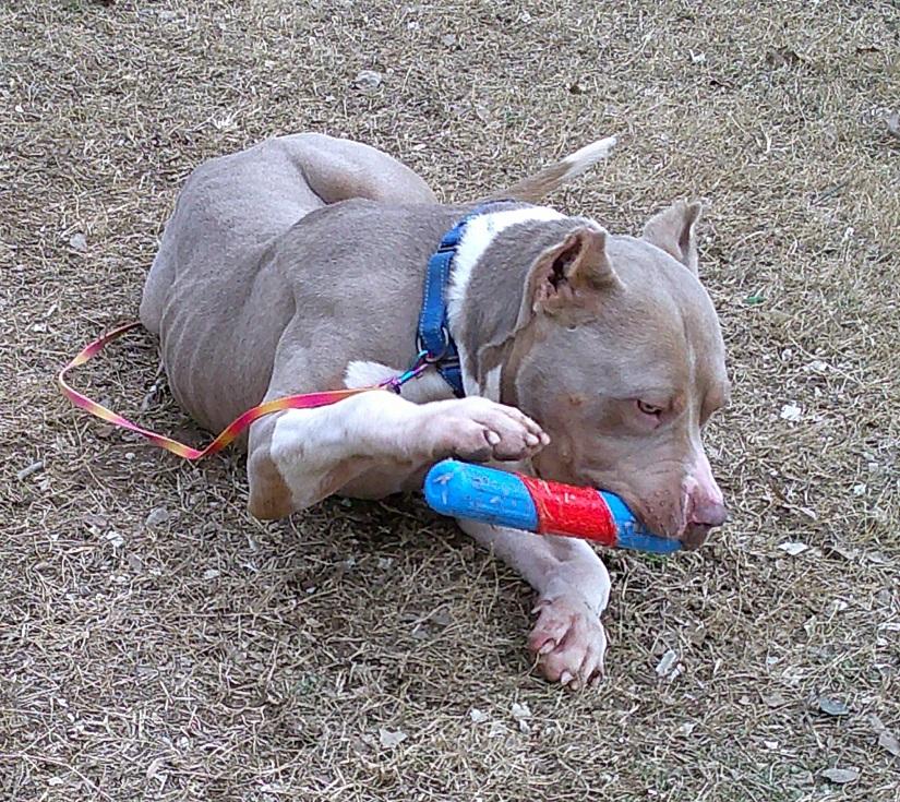 SAMMY, ADOPTABLE, Adult Male Terrier.