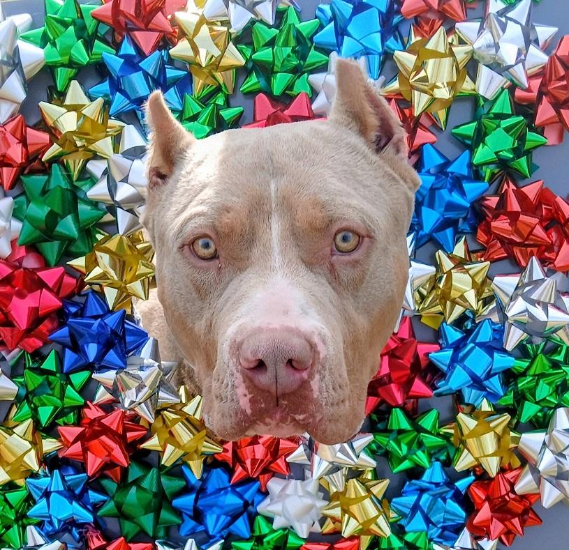 SAMMY, a ADOPTABLE mixed breed in Pegram, TN image 1/2