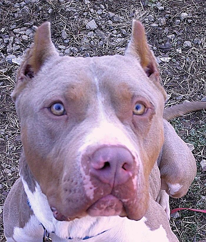 Enlarge SAMMY, a ADOPTABLE mixed breed in Pegram, TN image 4/6