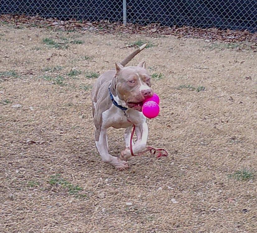 Enlarge SAMMY, a ADOPTABLE mixed breed in Pegram, TN image 6/6