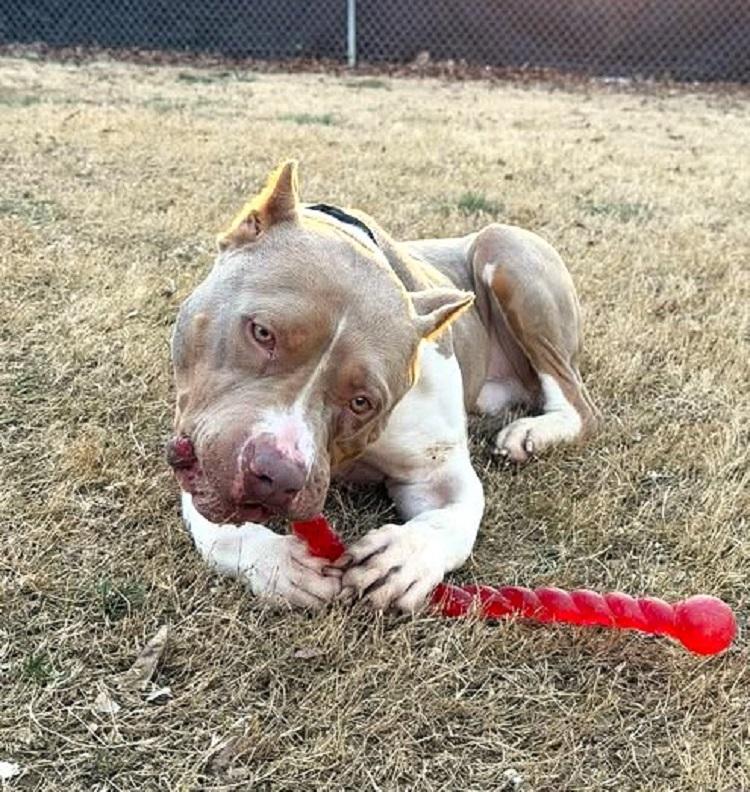 Enlarge SAMMY, a ADOPTABLE mixed breed in Pegram, TN image 5/6