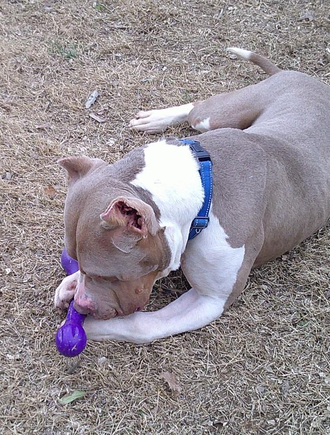 Enlarge SAMMY, a ADOPTABLE mixed breed in Pegram, TN image 6/6