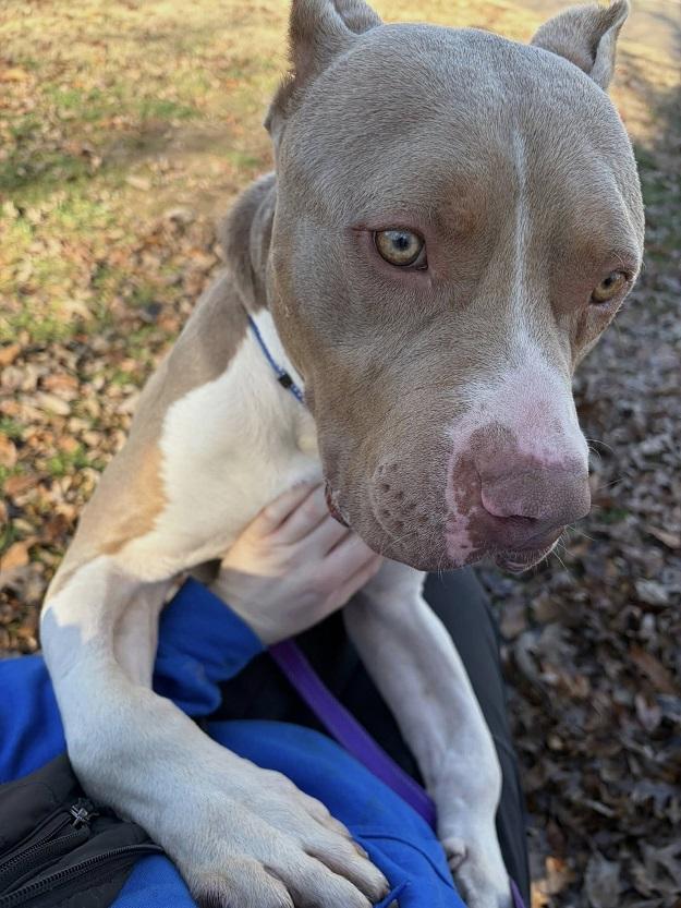 SAMMY, a ADOPTABLE mixed breed in Pegram, TN image 2/2