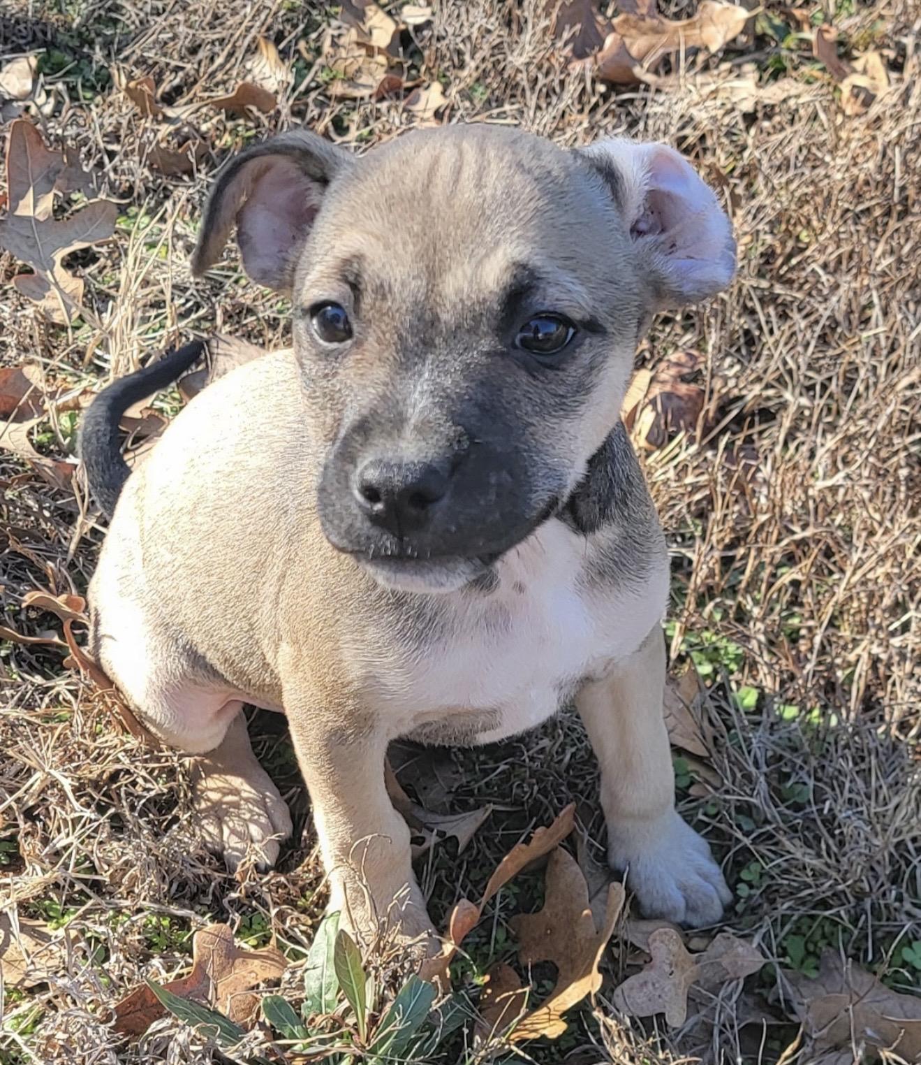 Enlarge Buzz , a ADOPTABLE mixed breed in Pelham, NH image 5/6