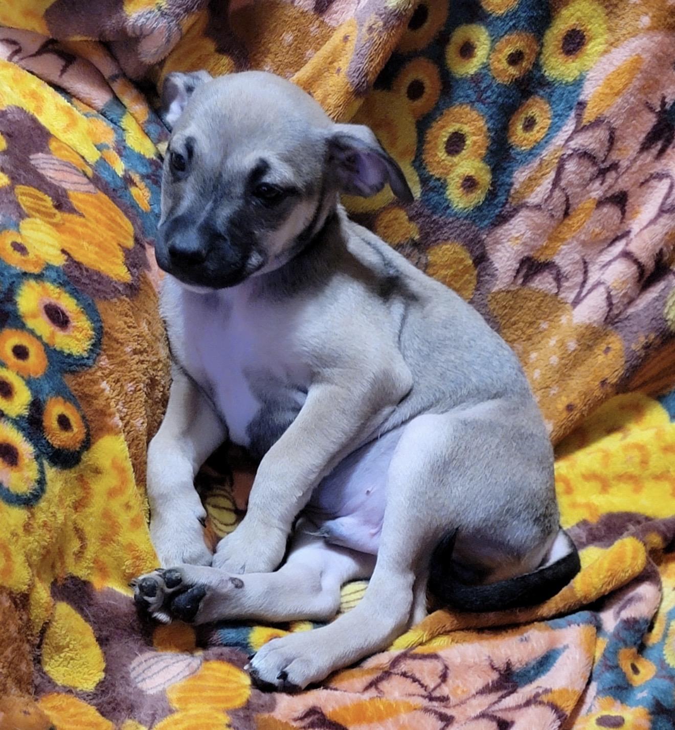 Enlarge Buzz , a ADOPTABLE mixed breed in Pelham, NH image 4/6