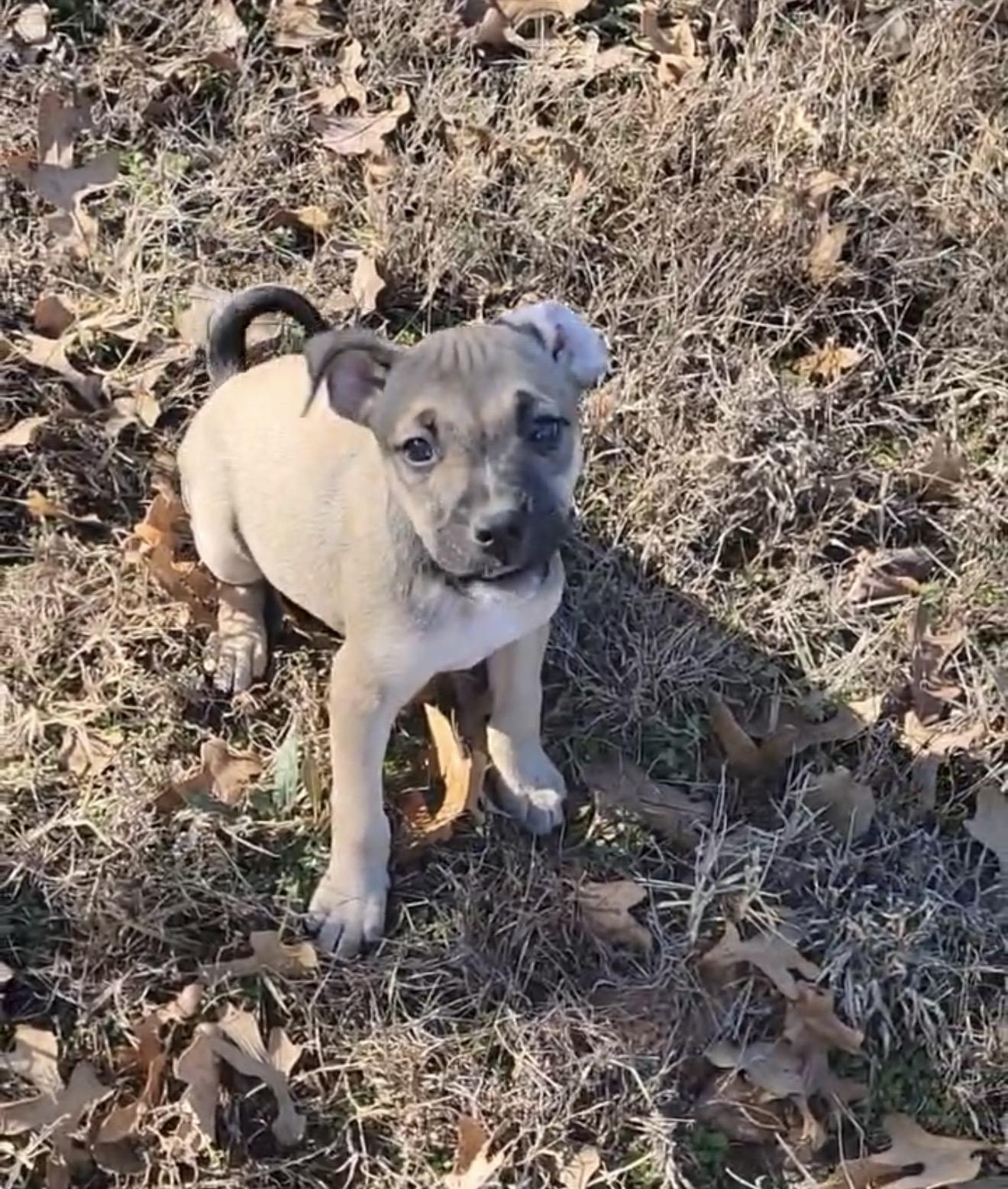Buzz , ADOPTABLE, Puppy Male Chiweenie & Mixed Breed.