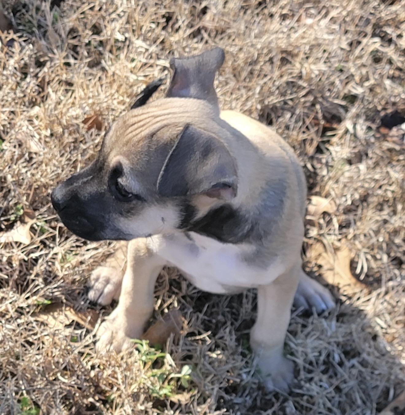 Enlarge Buzz , a ADOPTABLE mixed breed in Pelham, NH image 2/6