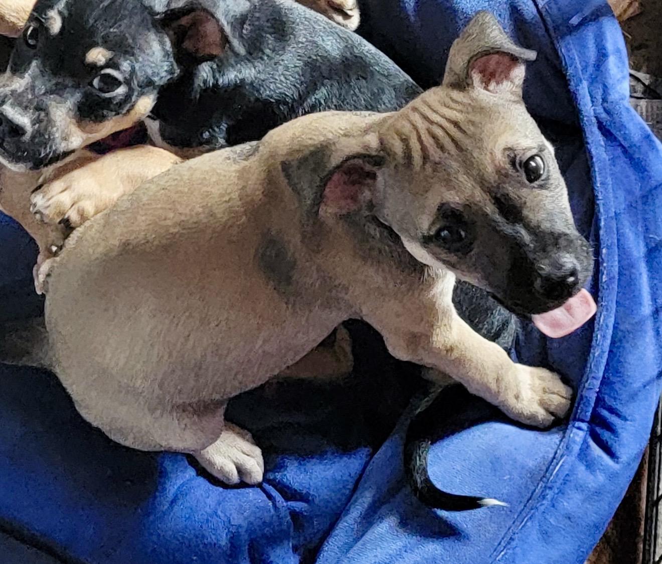 Enlarge Buzz , a ADOPTABLE mixed breed in Pelham, NH image 6/6