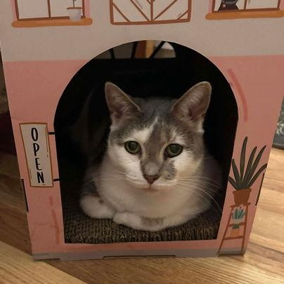 Enlarge Bianca, a ADOPTABLE Domestic Short Hair in Mount Royal, NJ image 1/4