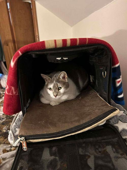 Enlarge Bianca, a ADOPTABLE Domestic Short Hair in Mount Royal, NJ image 2/4