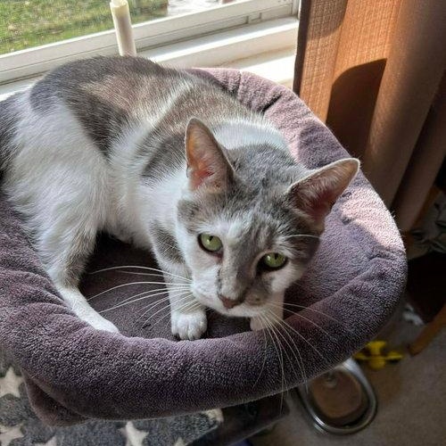 Enlarge Bianca, a ADOPTABLE Domestic Short Hair in Mount Royal, NJ image 3/4