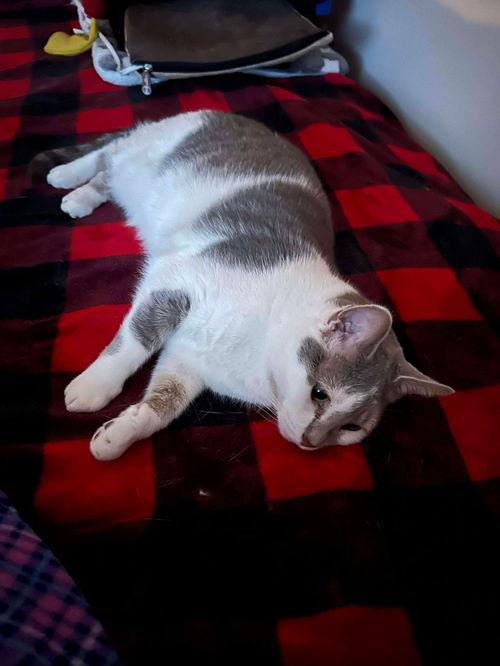 Enlarge Bianca, a ADOPTABLE Domestic Short Hair in Mount Royal, NJ image 4/4