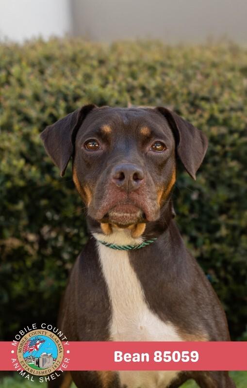 Enlarge Bean, a Adoptable Mixed Breed in Mobile, AL image 1/2