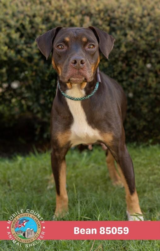 Enlarge Bean, a Adoptable Mixed Breed in Mobile, AL image 2/2