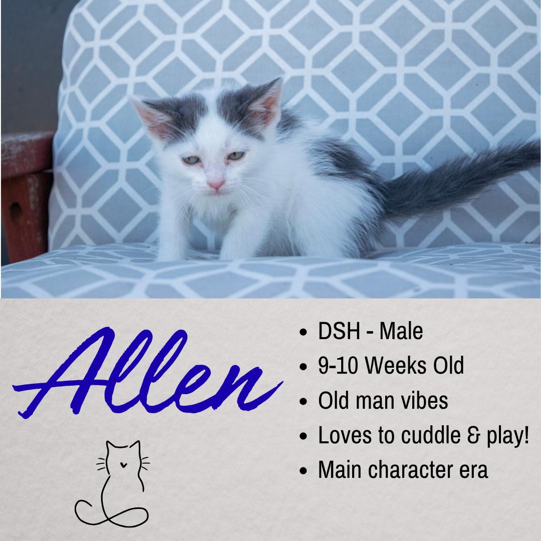 Allen, ADOPTABLE, Young Male Domestic Short Hair.
