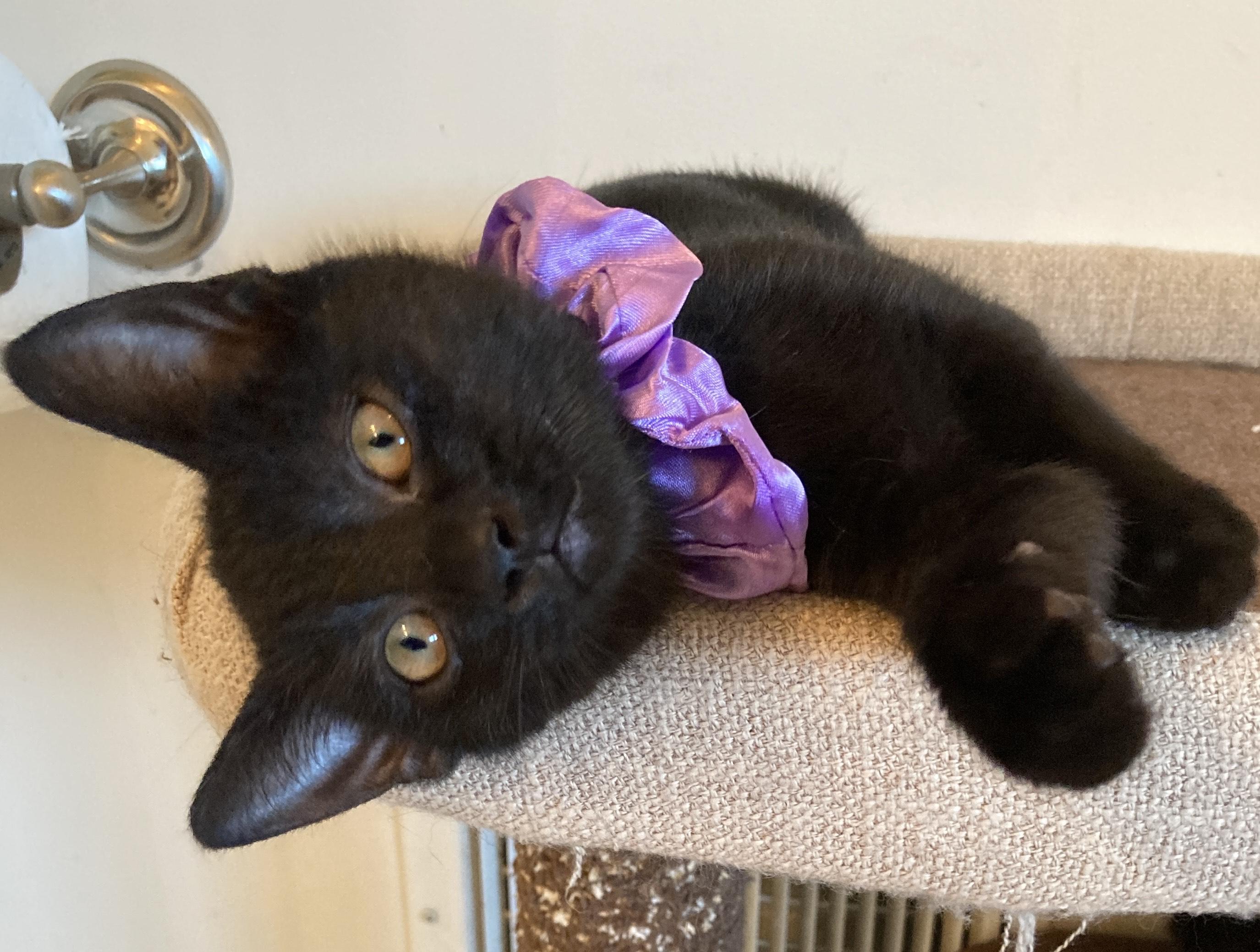 Annalee, a Adoptable Domestic Short Hair in Chesapeake Beach, MD image 5/6