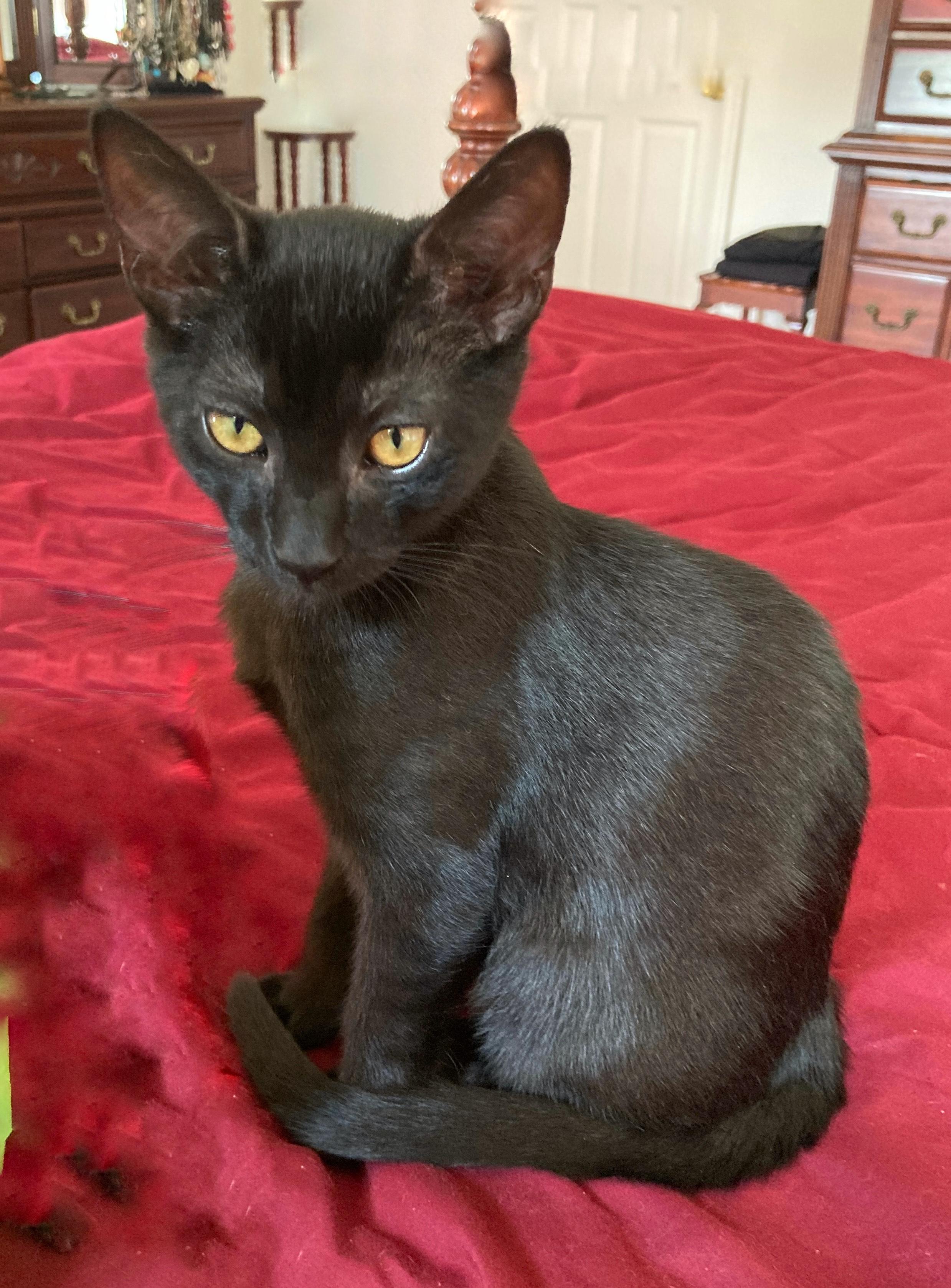 Annalee, a Adoptable Domestic Short Hair in Chesapeake Beach, MD image 4/6