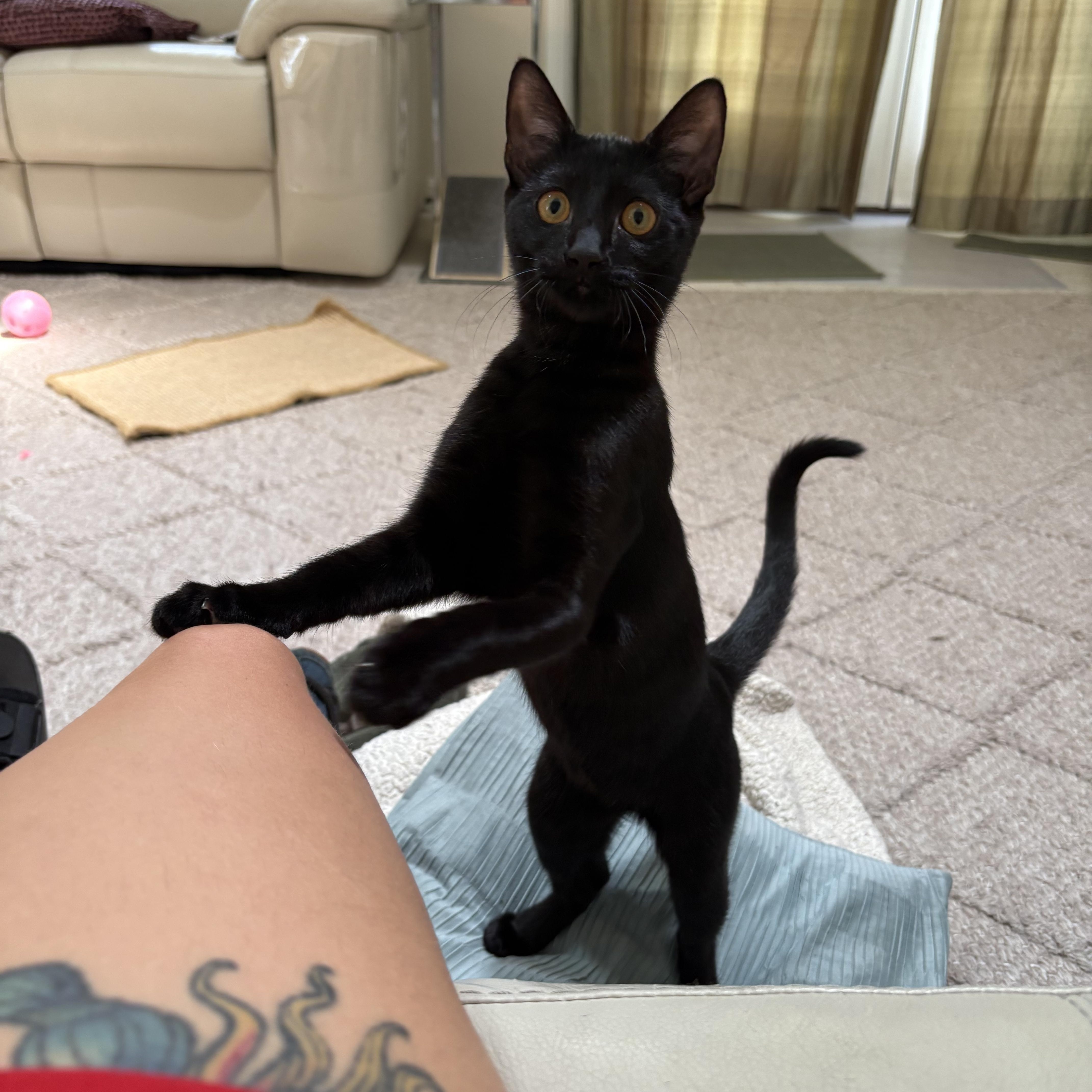 Annalee, Adoptable, Kitten Female Domestic Short Hair.