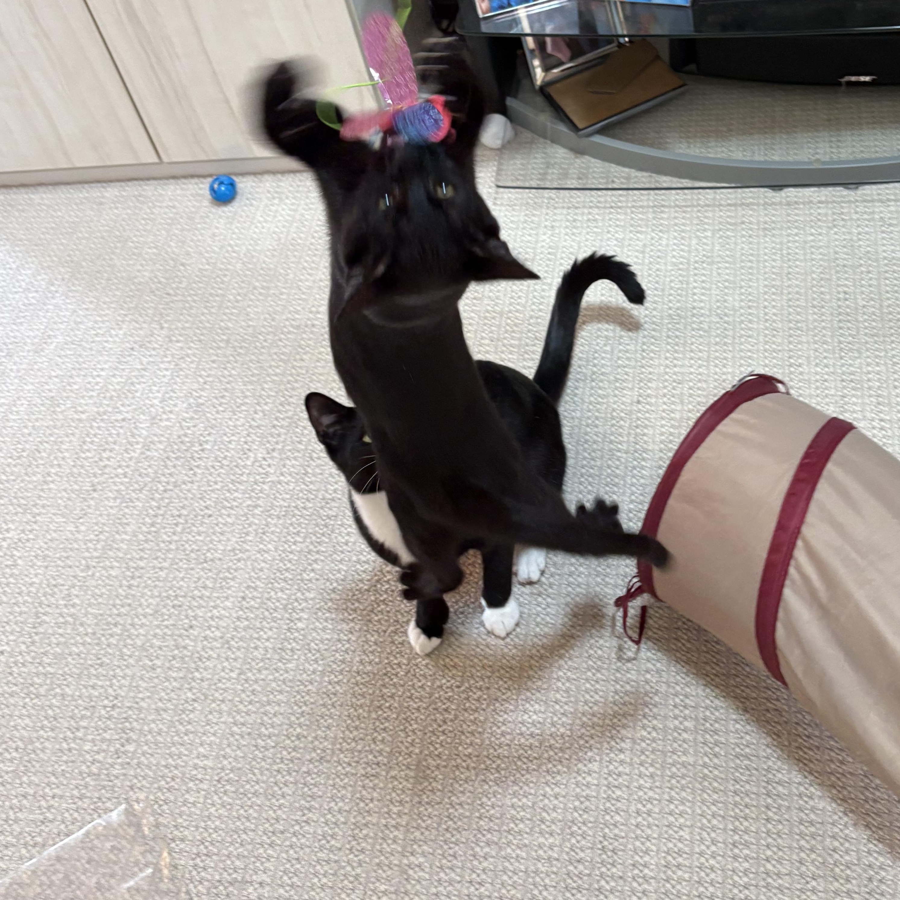 Annalee, a Adoptable Domestic Short Hair in Chesapeake Beach, MD image 3/6