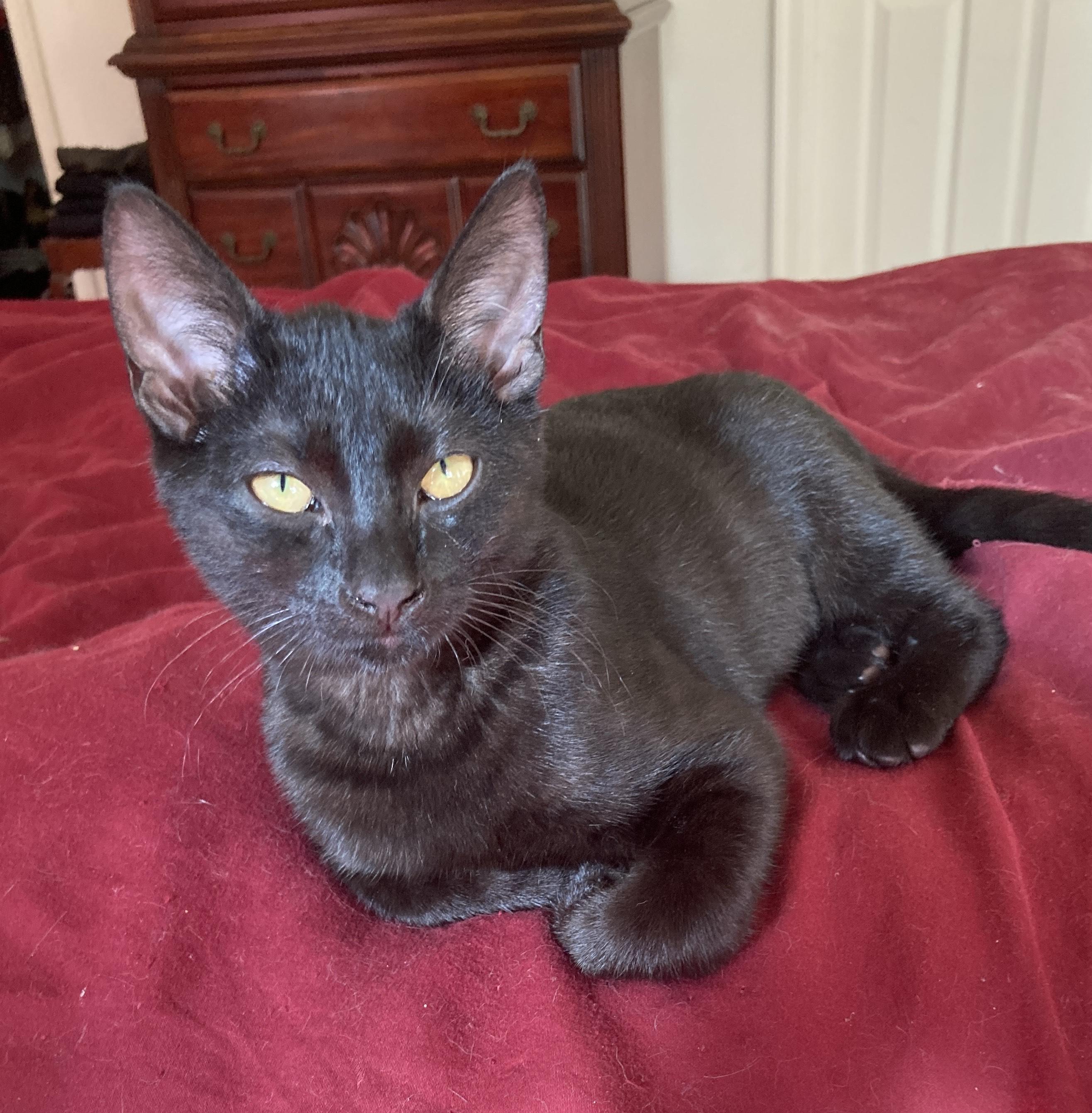 Annalee, a Adoptable Domestic Short Hair in Chesapeake Beach, MD image 6/6