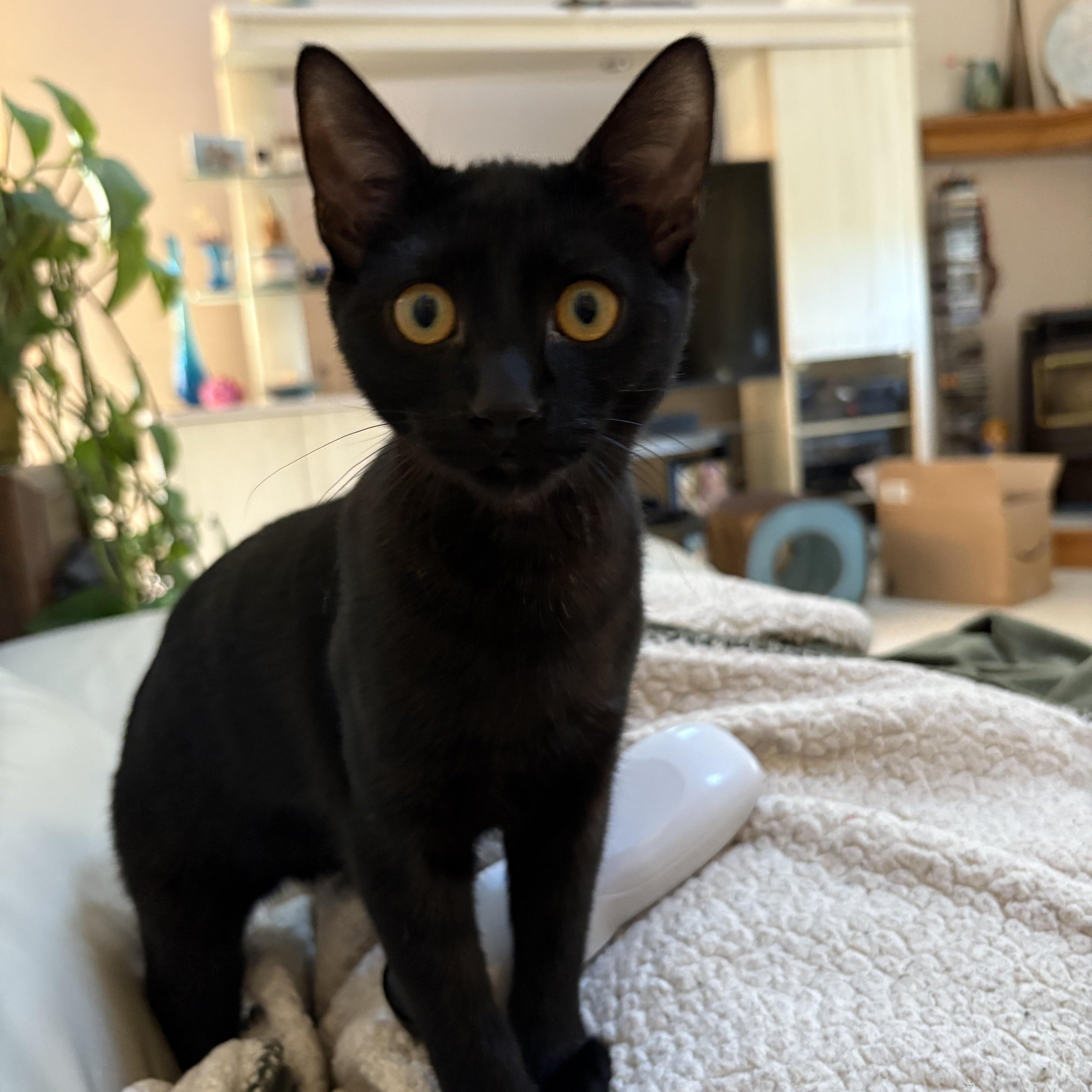 Annalee, a Adoptable Domestic Short Hair in Chesapeake Beach, MD image 2/6