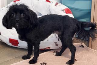 Fiona, ADOPTABLE, Young Female Maltipoo.