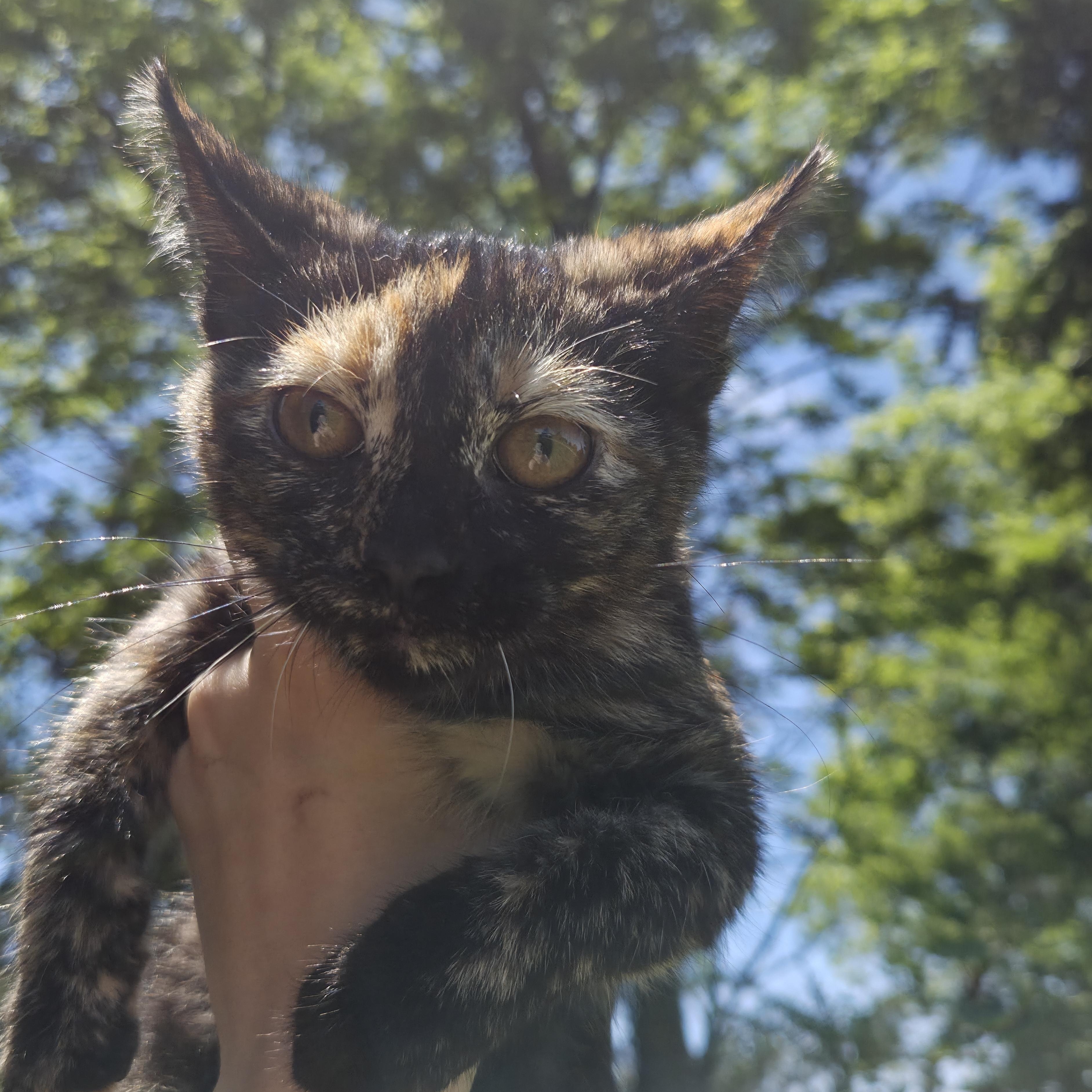 CoCo, ADOPTABLE, Kitten Female Tortoiseshell.