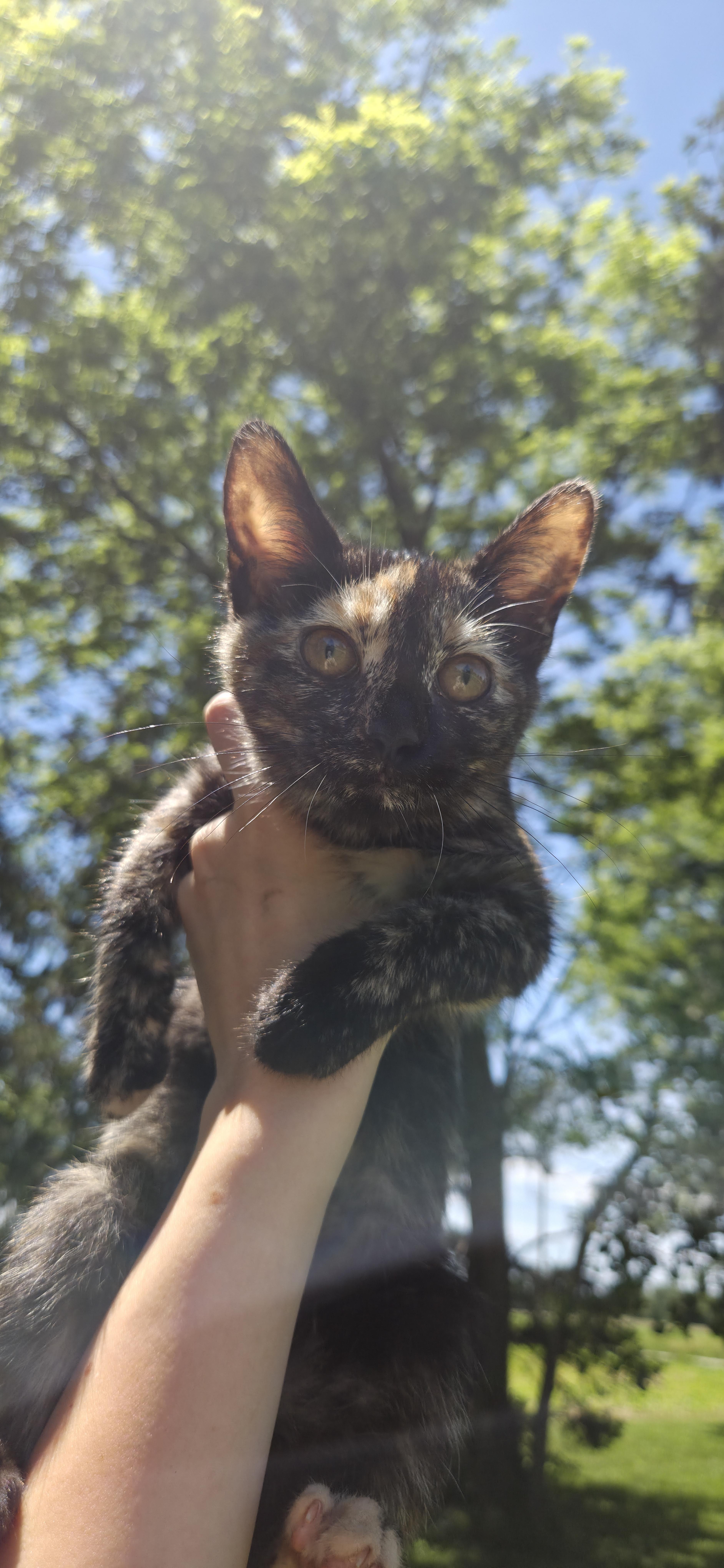 CoCo, a ADOPTABLE Tortoiseshell in Muncie, IN image 3/3