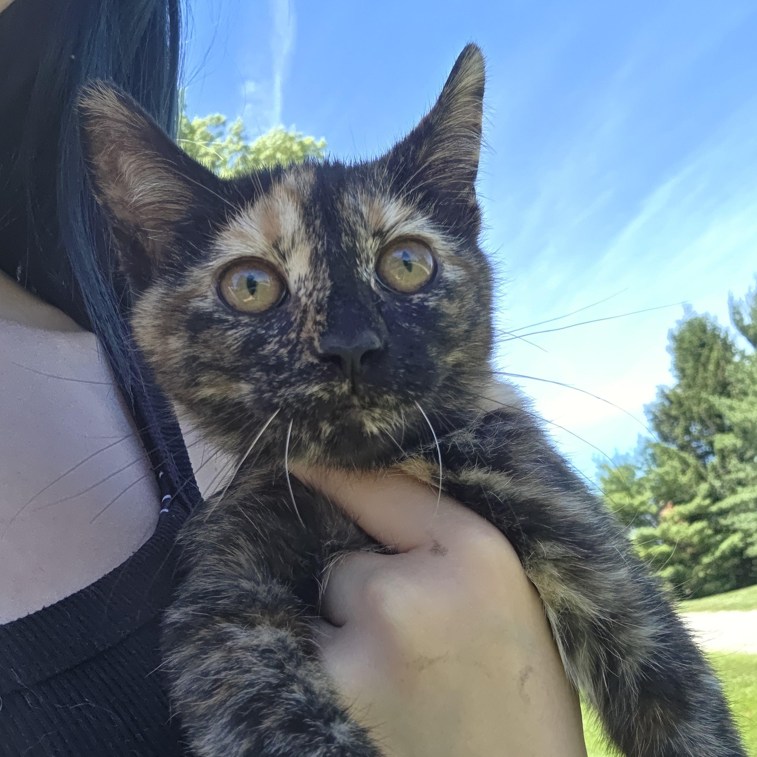 CoCo, a ADOPTABLE Tortoiseshell in Muncie, IN image 2/3