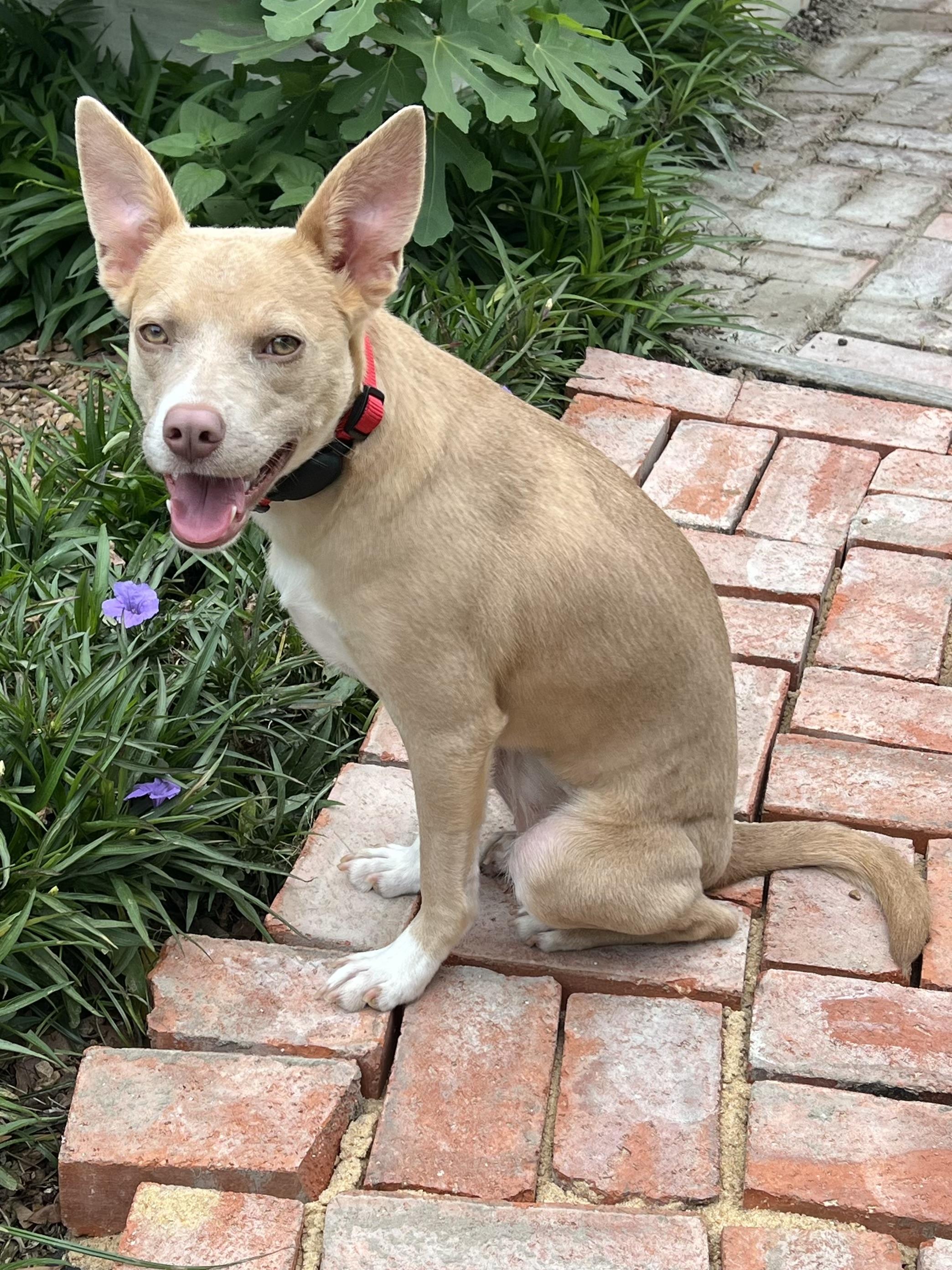 Enlarge Valerie Rose, a ADOPTABLE mixed breed in Houston, TX image 4/5