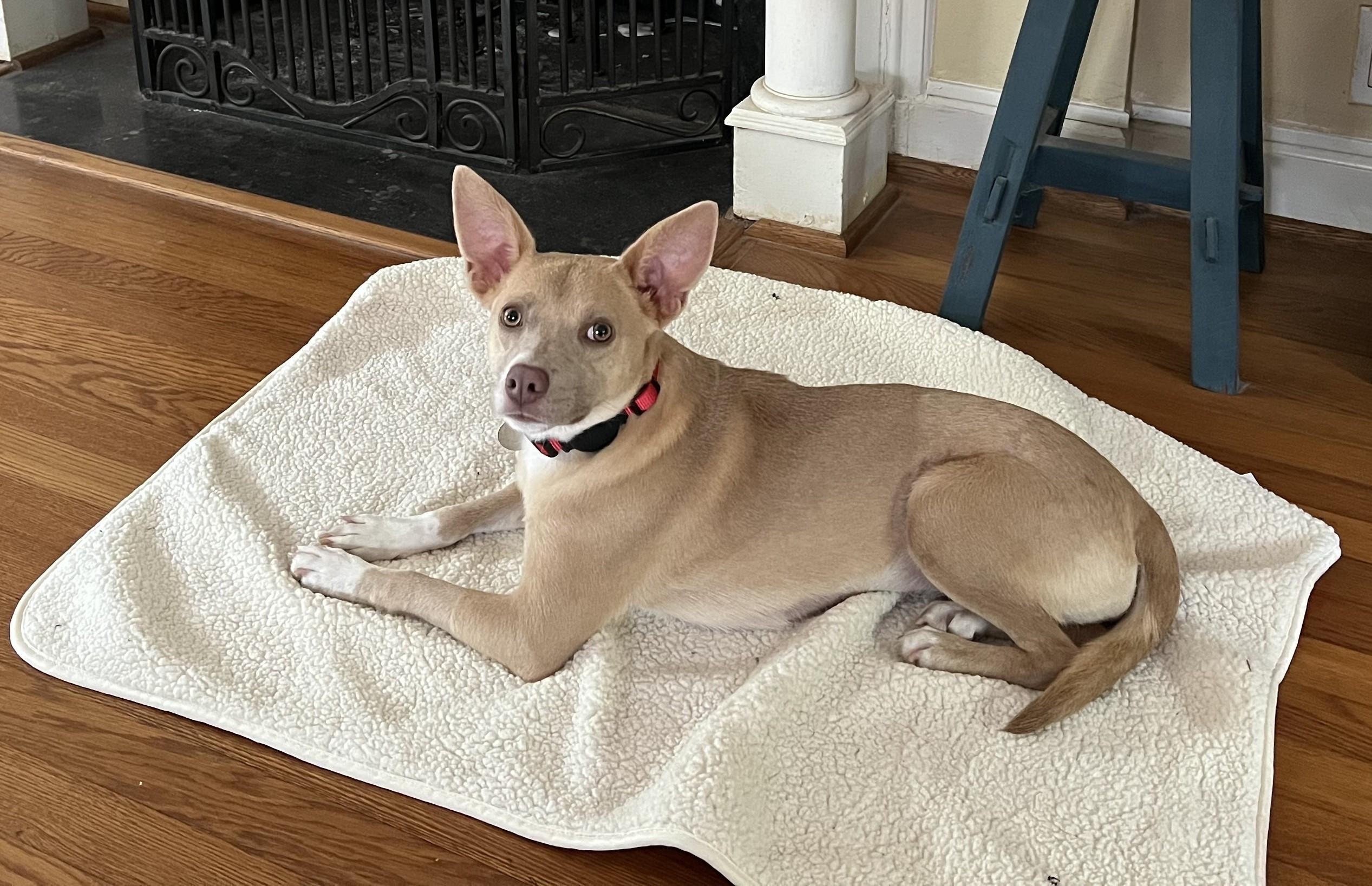 Enlarge Valerie Rose, a ADOPTABLE mixed breed in Houston, TX image 5/5
