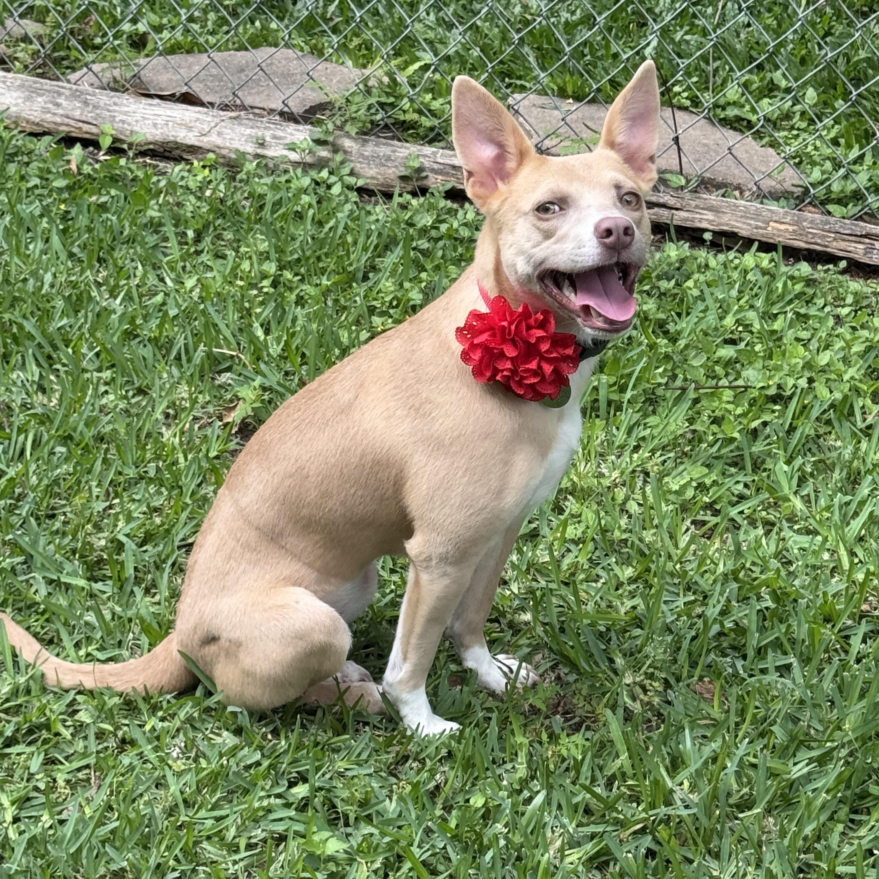 Enlarge Valerie Rose, a ADOPTABLE mixed breed in Houston, TX image 2/5