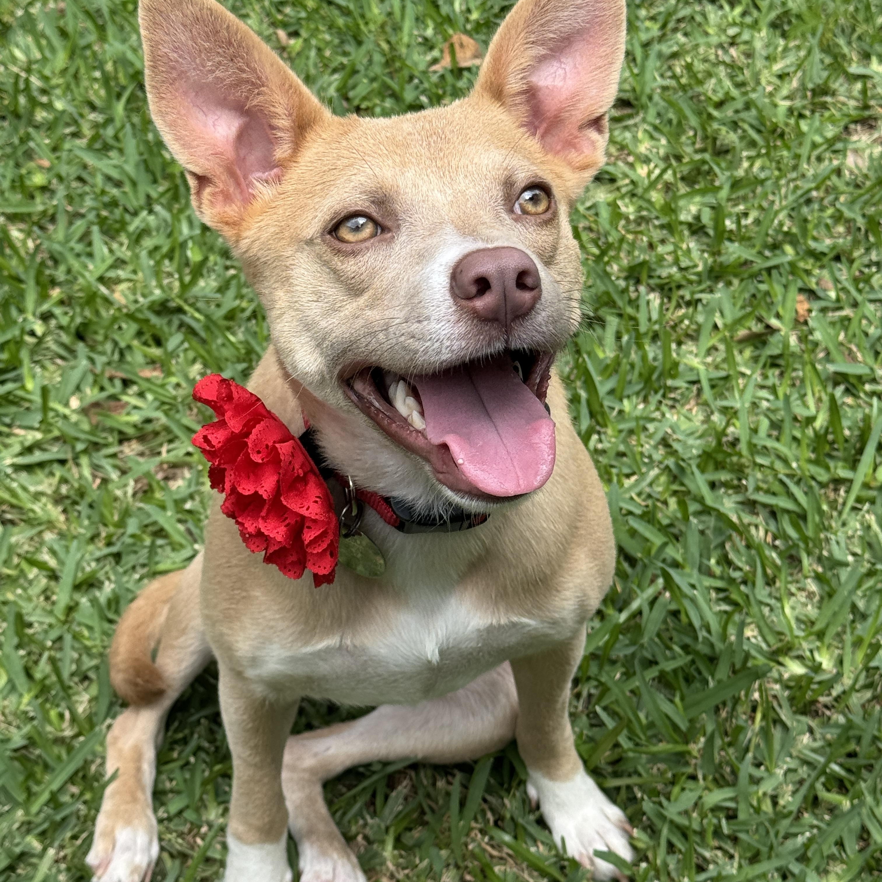 Enlarge Valerie Rose, a ADOPTABLE mixed breed in Houston, TX image 3/5