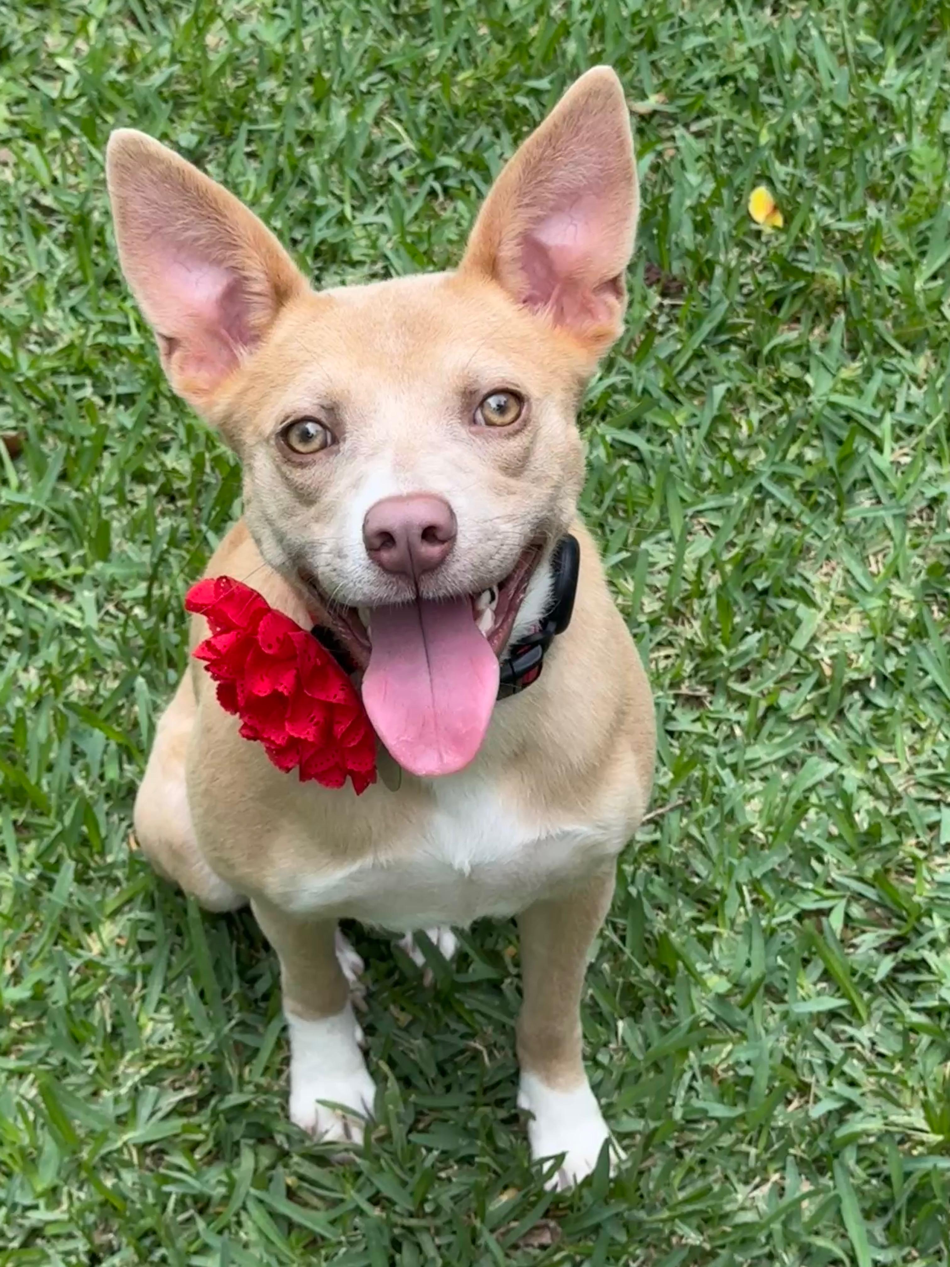 Valerie Rose, ADOPTABLE, Young Female Basenji & Australian Kelpie.