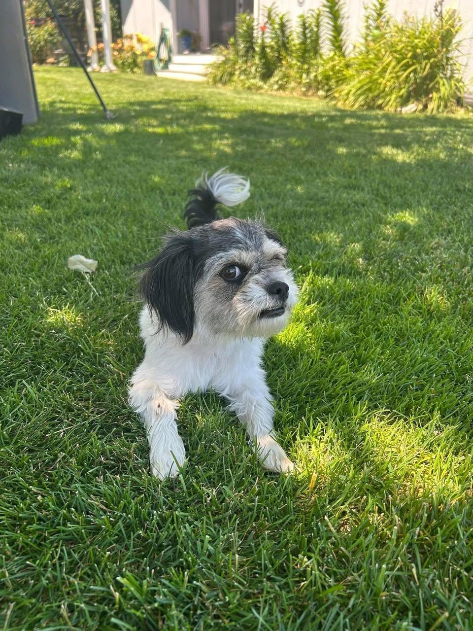 Bitsy, Adopted, Young Female Shih Tzu.