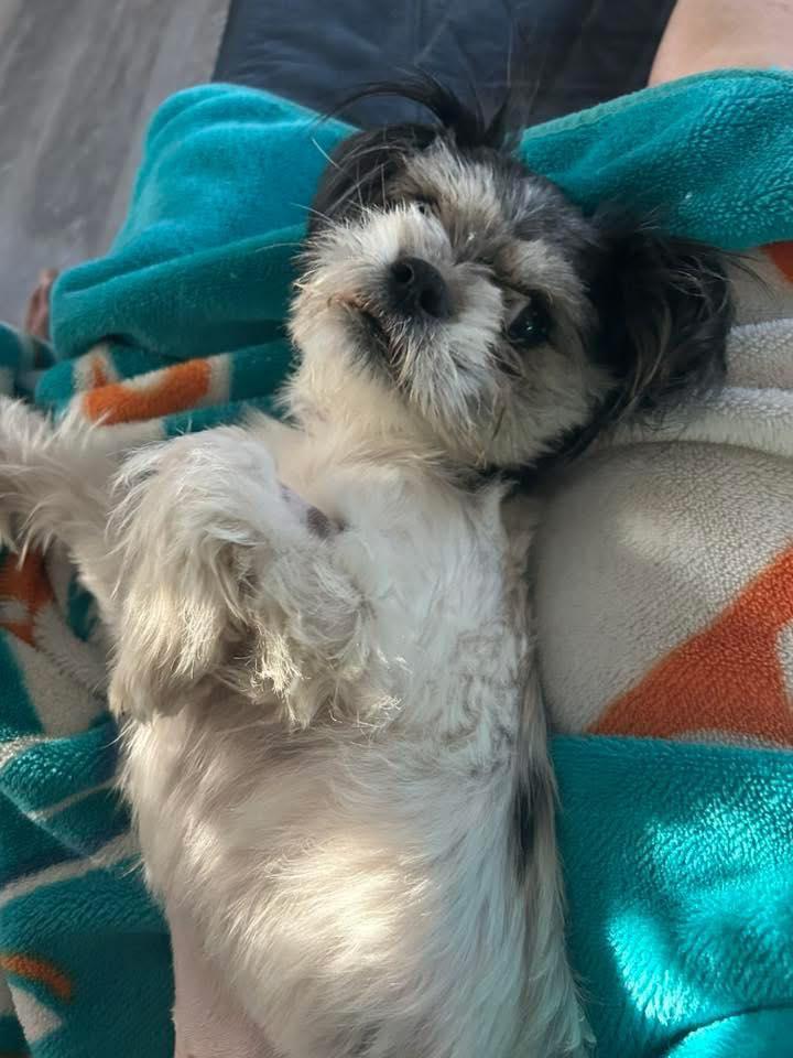 Enlarge Bitsy, a Adopted Shih Tzu in West Richland, WA image 2/6