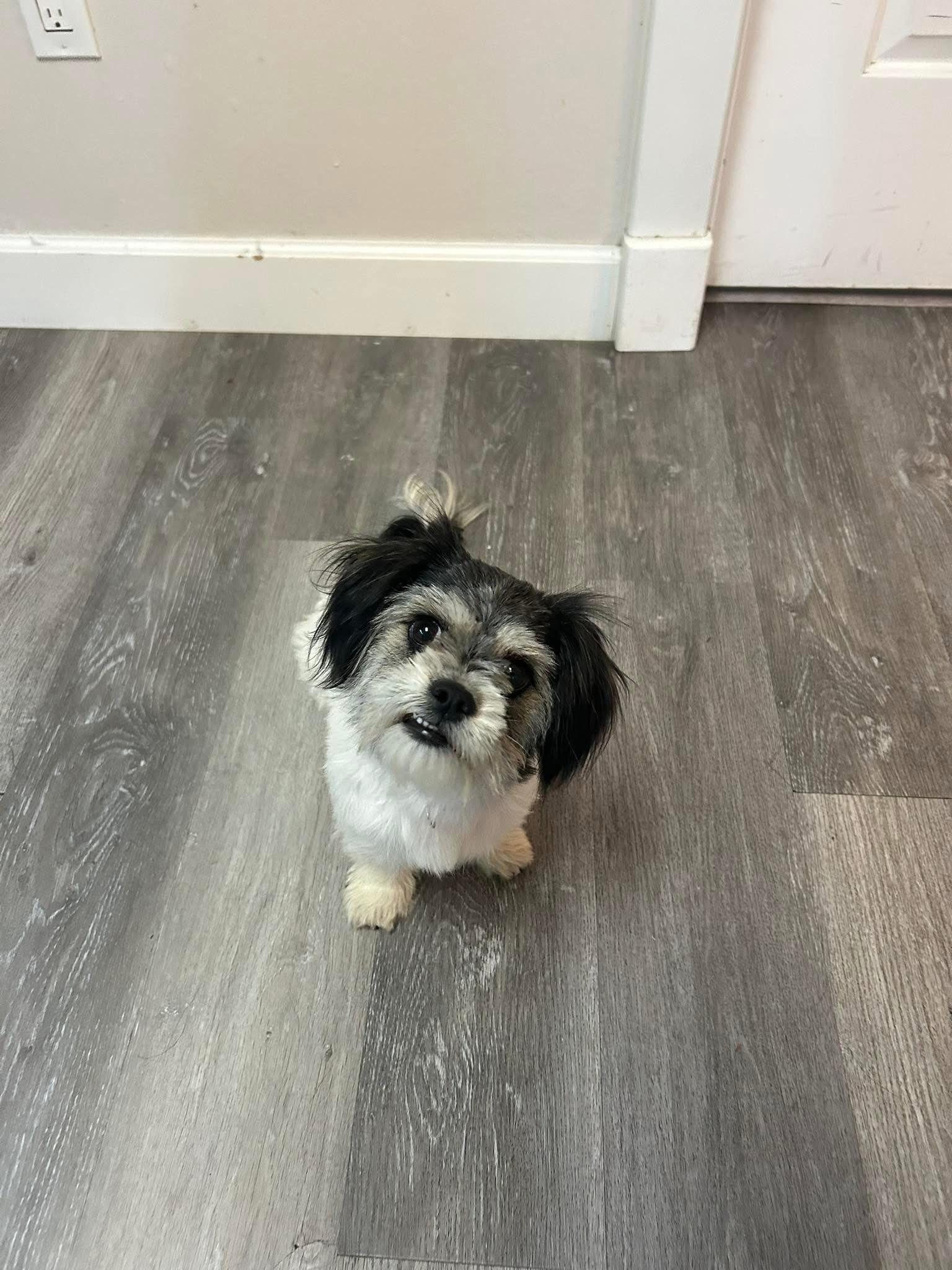 Enlarge Bitsy, a Adopted Shih Tzu in West Richland, WA image 3/6