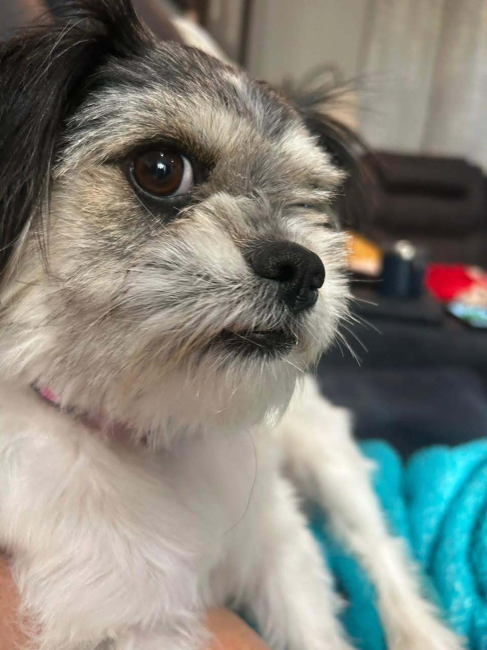 Enlarge Bitsy, a Adopted Shih Tzu in West Richland, WA image 5/6