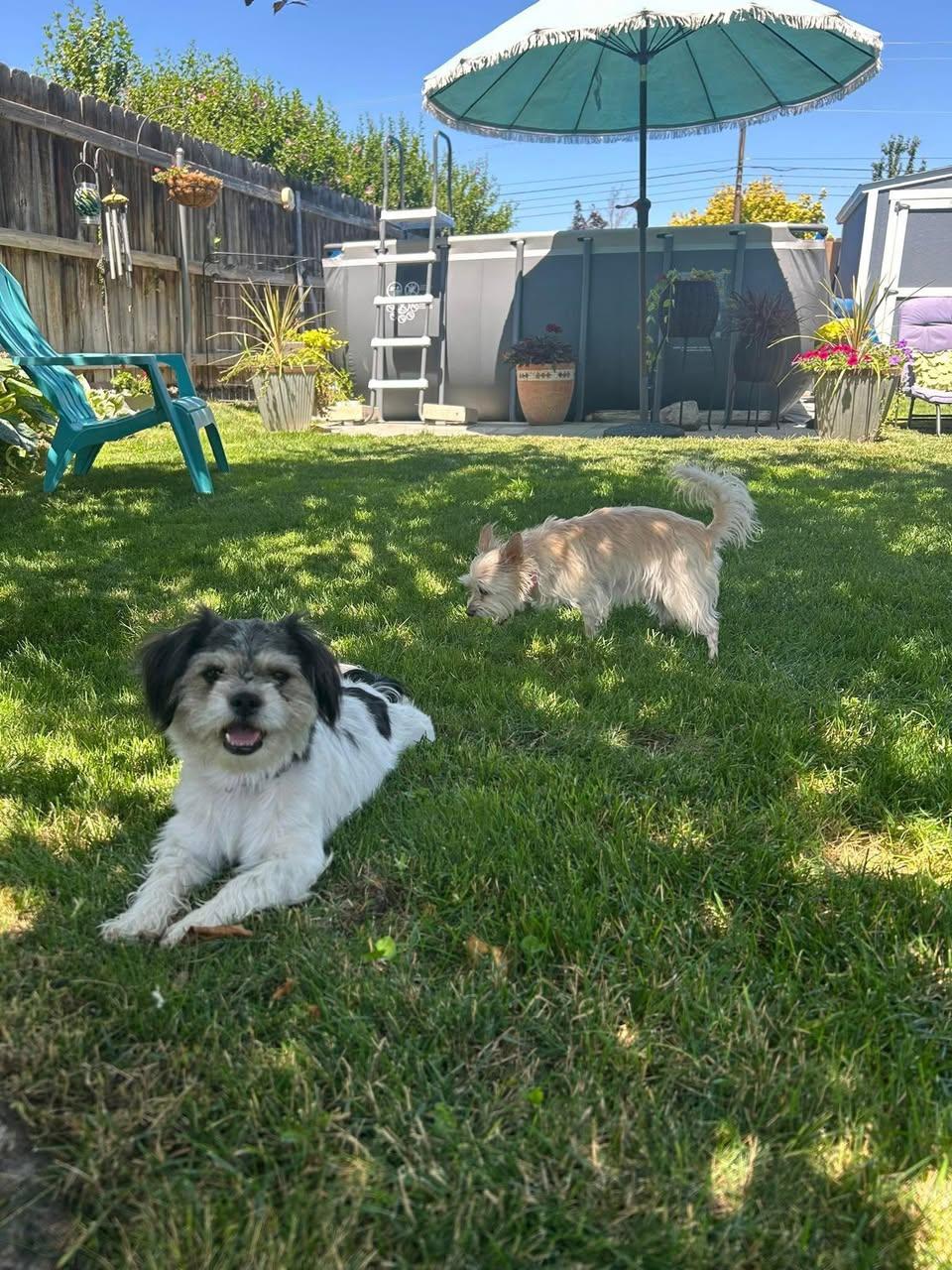 Enlarge Bitsy, a Adopted Shih Tzu in West Richland, WA image 6/6