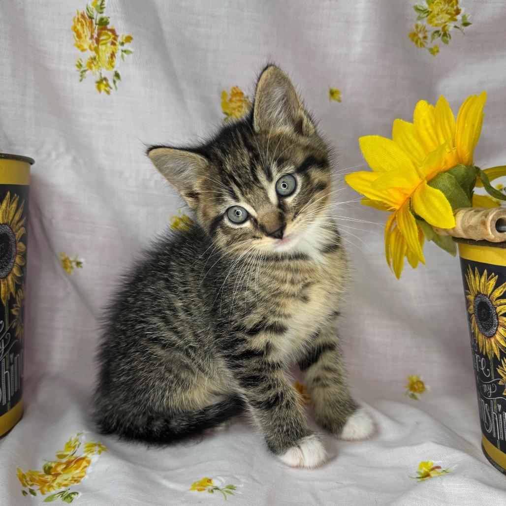Nyx, Adoptable, Kitten Male Domestic Short Hair.