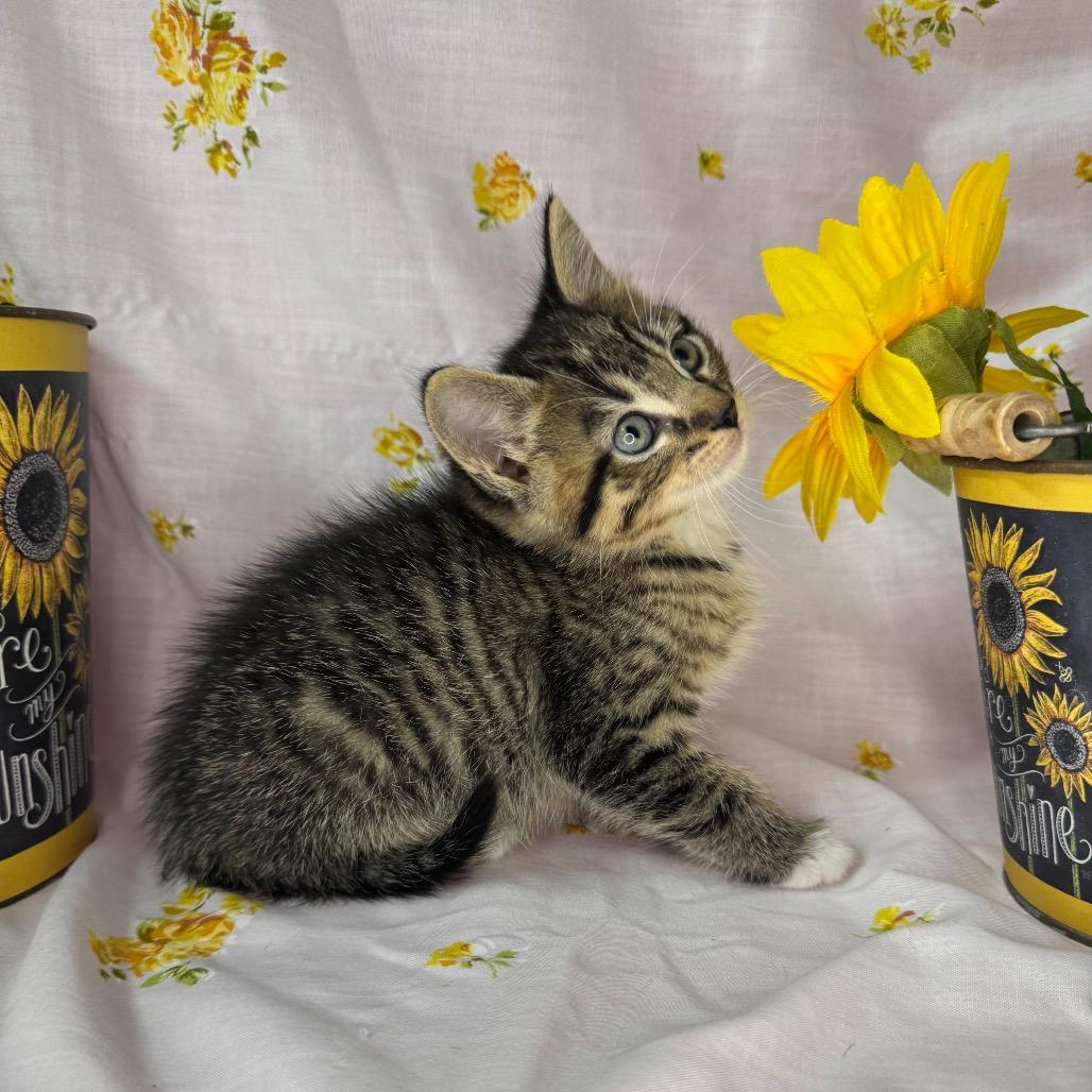 Enlarge Nyx, a Adoptable Domestic Short Hair in Mount Vernon, IL image 2/6