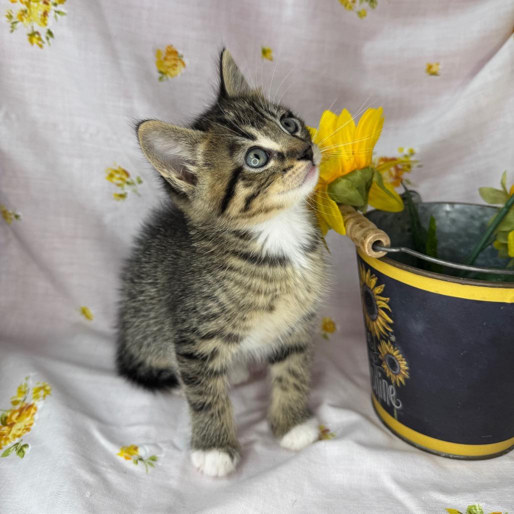 Enlarge Nyx, a Adoptable Domestic Short Hair in Mount Vernon, IL image 3/6